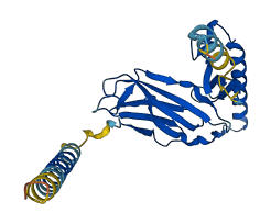 HLA-DQA2 3D structure