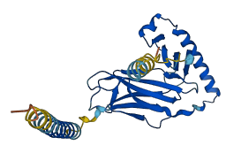 HLA-DQA1 3D structure