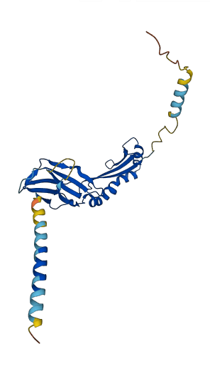 HLA-DQB1 3D structure