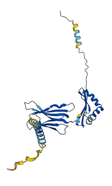 H2-Ab1 3D structure
