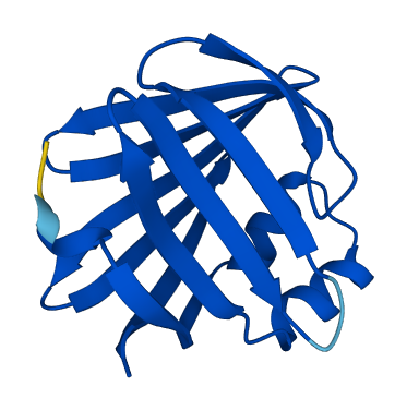 PMP2 3D structure