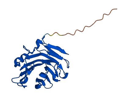 CRP 3D structure