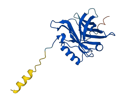 RBP4 3D structure