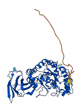 FUCA1 3D structure