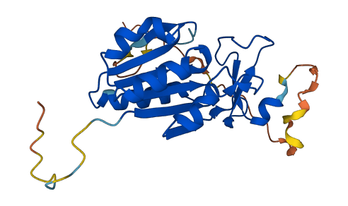 TK1 3D structure