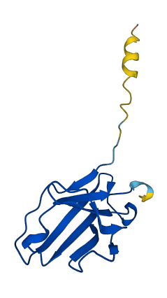 IGLV7-43 3D structure