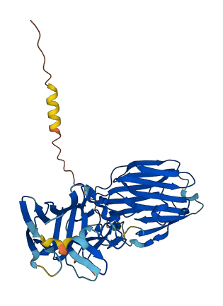 SHBG 3D structure
