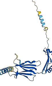 HLA-DPB1 3D structure