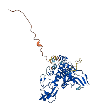 WNT1 3D structure
