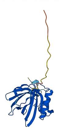 Mup11 3D structure