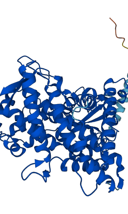 CYP1A2 3D structure