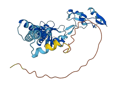 RPLP0 3D structure