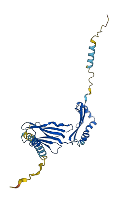 HLA-DQB2 3D structure