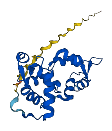 MYL1 3D structure