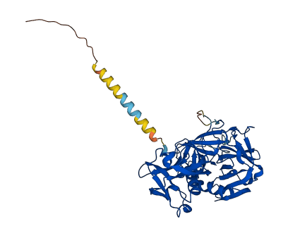 HPN 3D structure