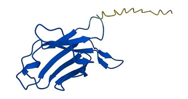 IGKV4-1 3D structure