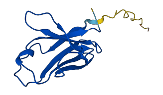 IGKV5-2 3D structure