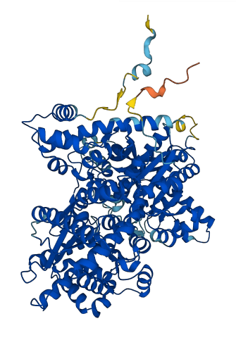 PYGL 3D structure