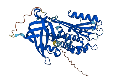 SERPINE2 3D structure