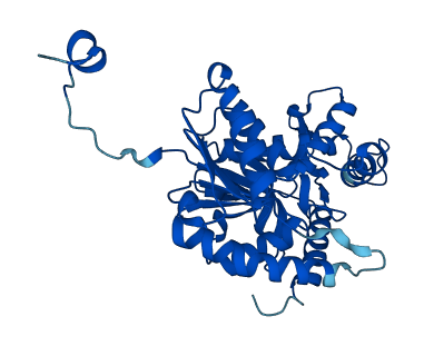 LDHB 3D structure