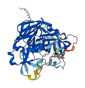 CTSD 3D structure