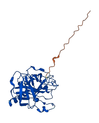 Klk1b8 3D structure