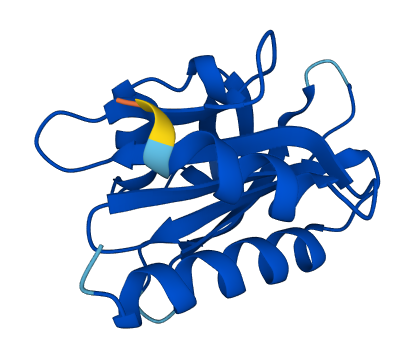 PFN1 3D structure