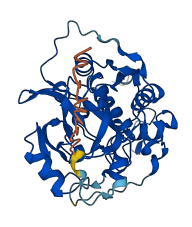 CTSB 3D structure
