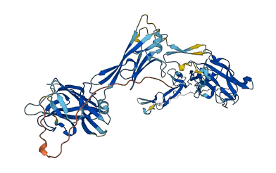 UMOD 3D structure