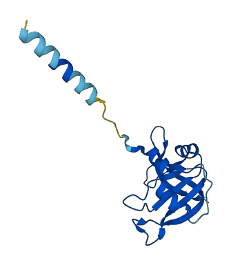 RNASE1 3D structure