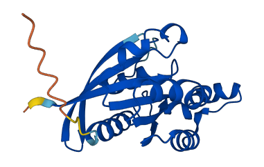 RHOC 3D structure