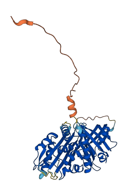 SERPINA6 3D structure