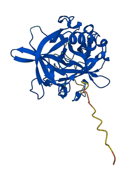 CELA2B 3D structure