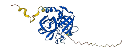 ELANE 3D structure