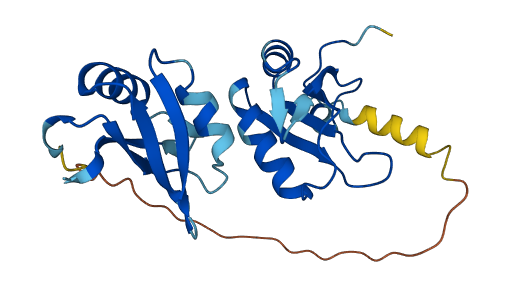 SNRPB2 3D structure