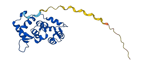 MYL3 3D structure