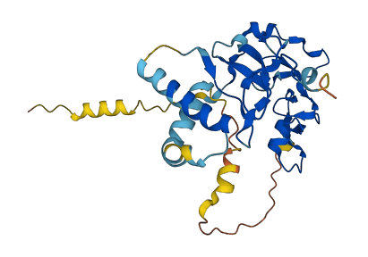 IGFBP1 3D structure