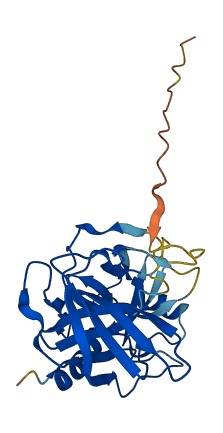 Gzme 3D structure