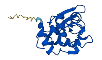 Lyz2 3D structure