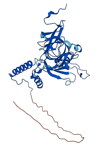 MRPL3 3D structure