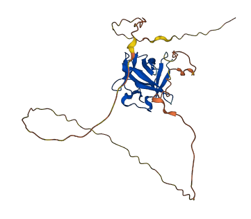 FGF2 3D structure