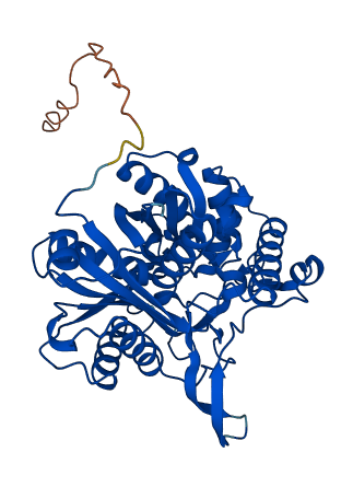ACAA1 3D structure