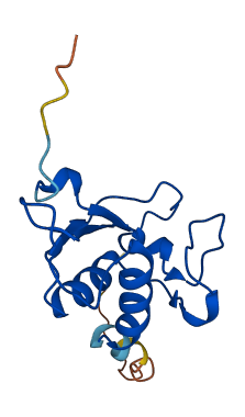 SRP19 3D structure
