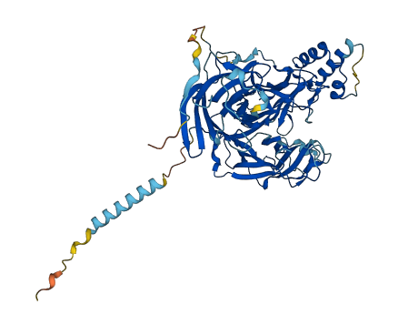 DBH 3D structure