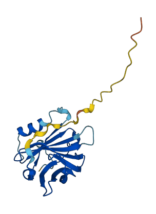 PAEP 3D structure