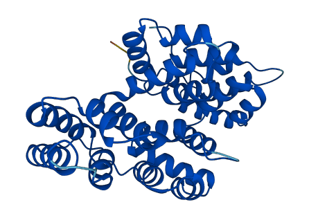 ANXA4 3D structure