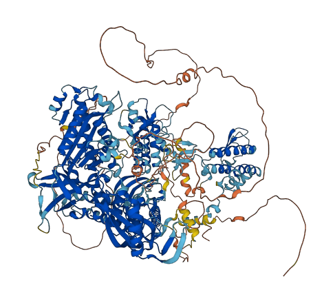 POLA1 3D structure