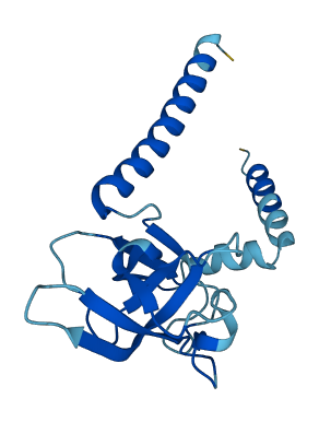 SEC11B 3D structure