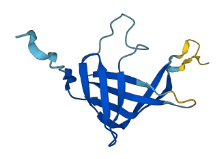 CHTF8 3D structure