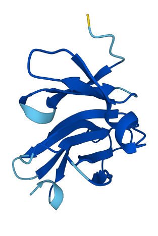 NHLRC4 3D structure